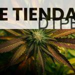 green and brown leaf plant