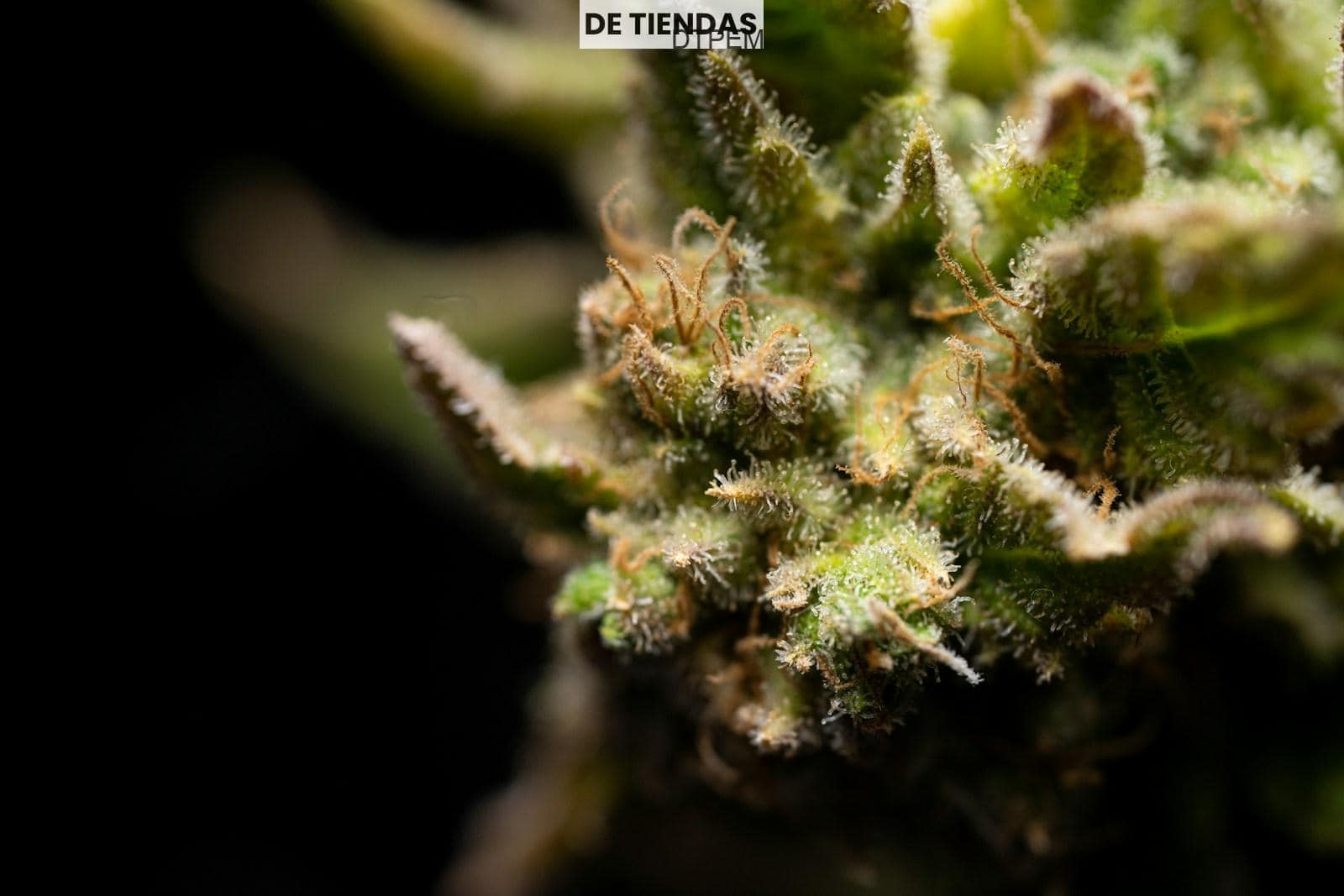 green plant in close up photography